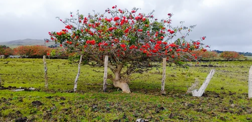 Argentina National Tree