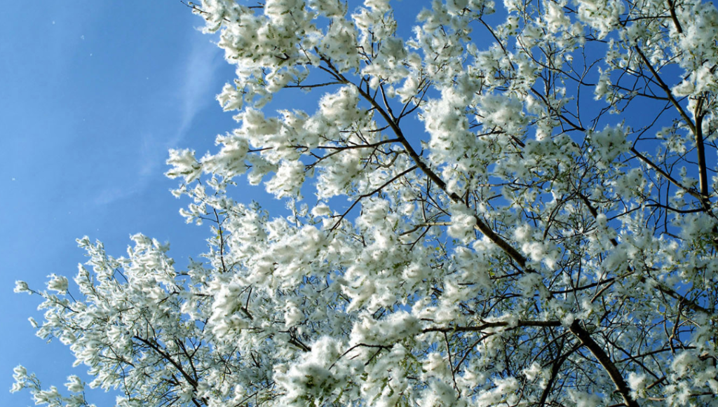 Armenia National Tree