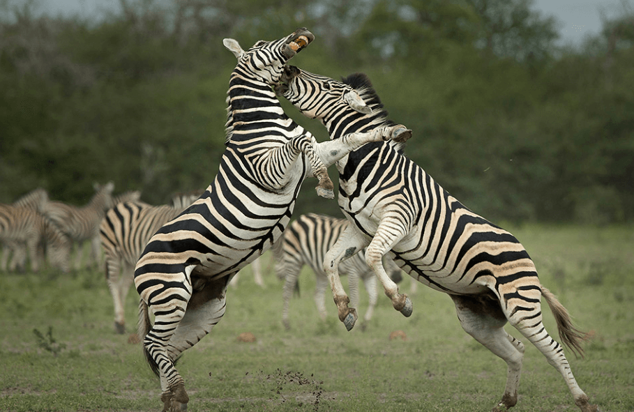 Botswana National Animal