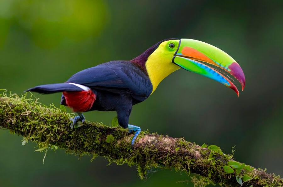 Belize National Bird