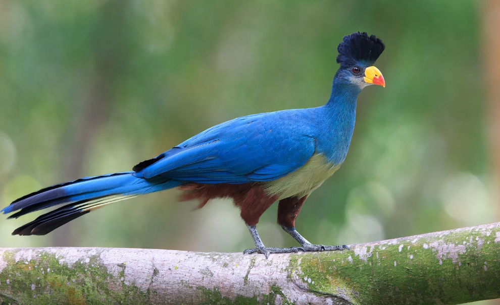Burundi National Bird
