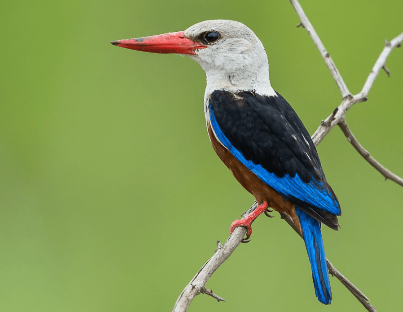 Cabo Verde National Bird