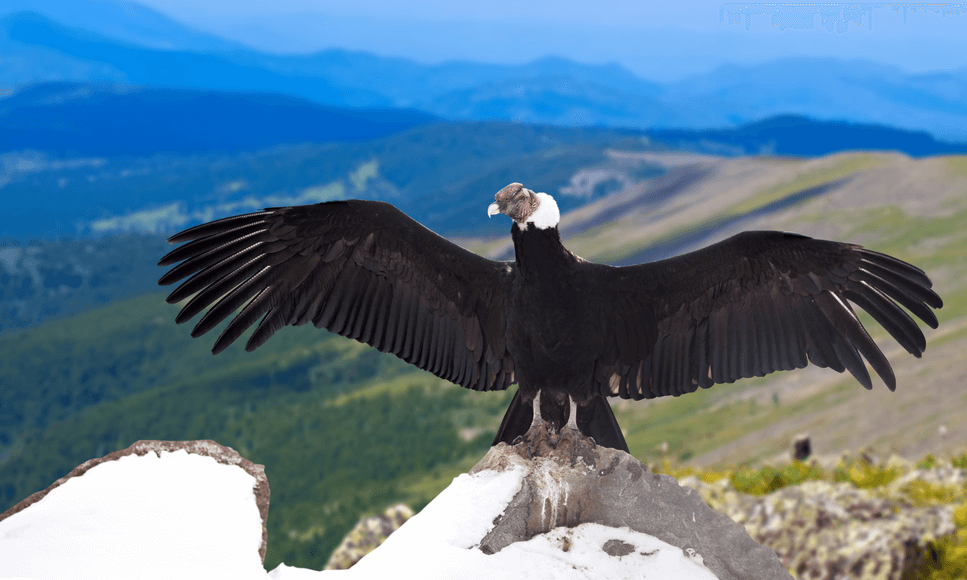 Bolivia National Bird