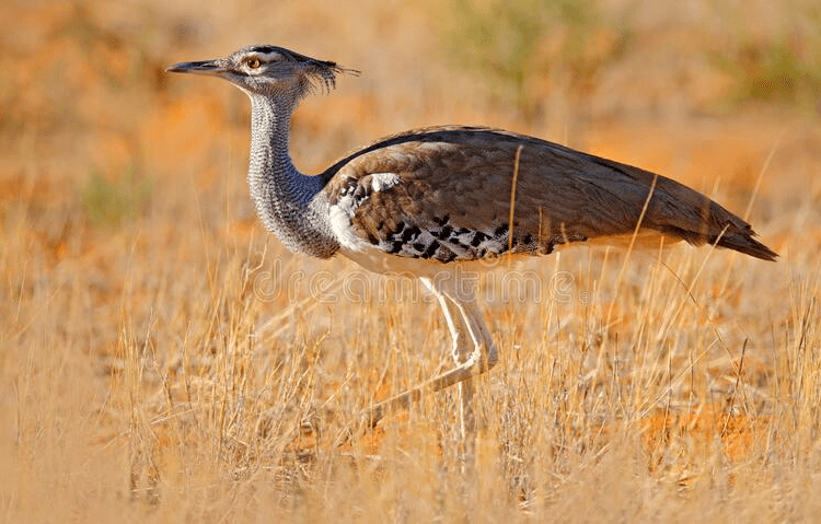 Botswana National Bird