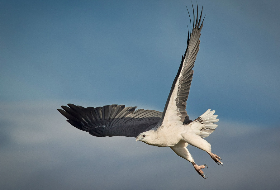 Brunei National Bird