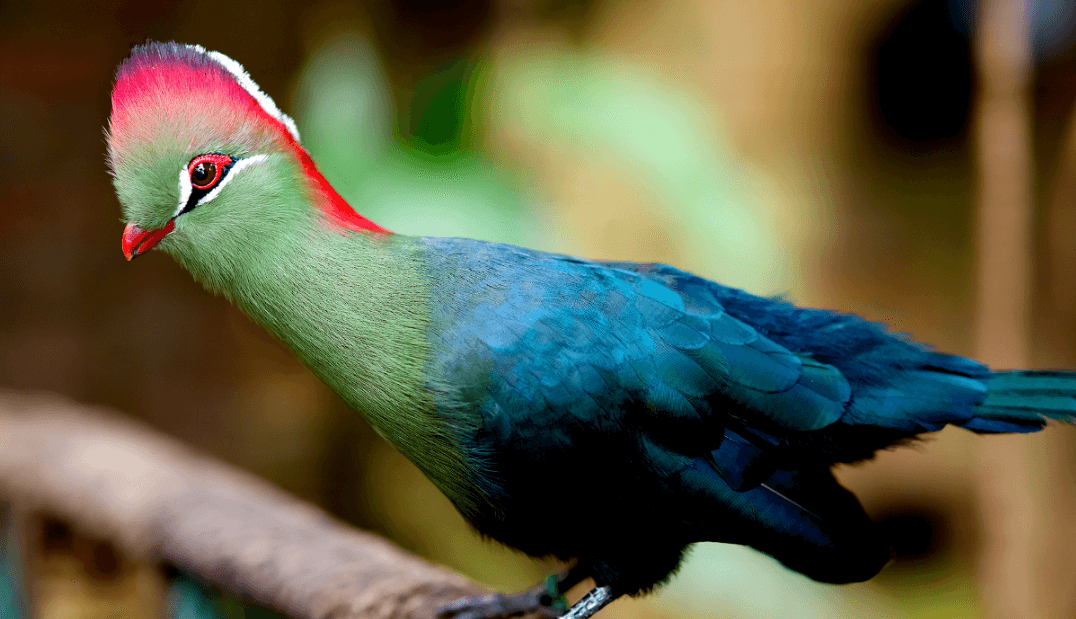Burkina Faso National Bird