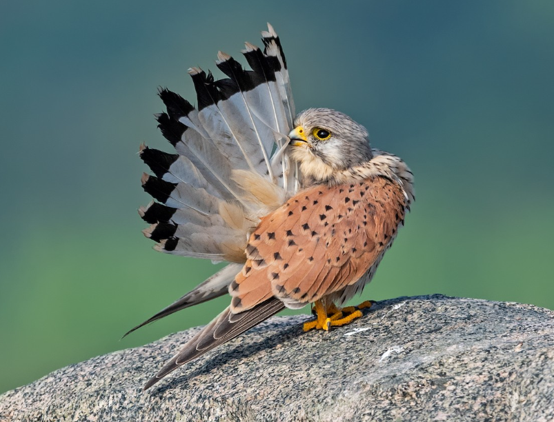 Belgium National Bird