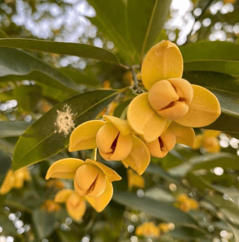 Cambodia National Flower