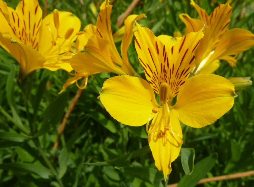 Bosnia and Herzegovina National Flower