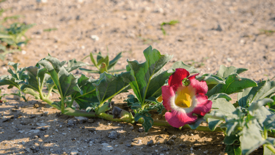 Botswana National Flower