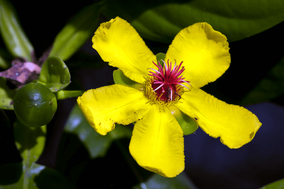 Brunei National Flower