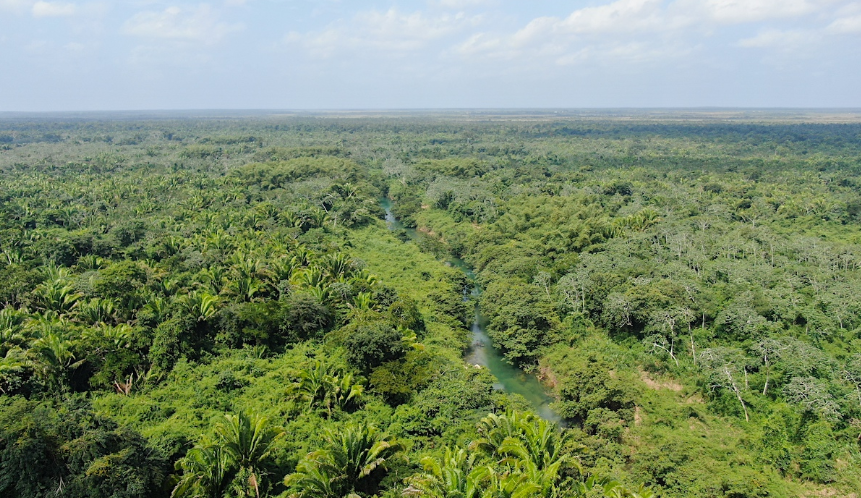 Belize National Forest