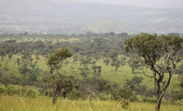 Burundi National Forest