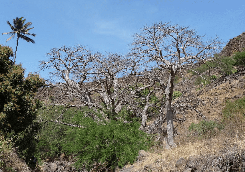 Cabo Verde National Forest