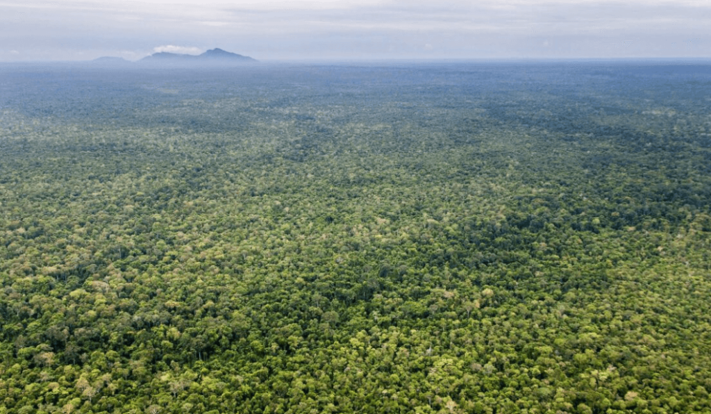 Cambodia National Forest