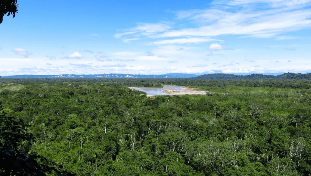Bolivia National Forest
