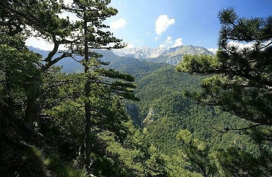 Bosnia and Herzegovina National Forest