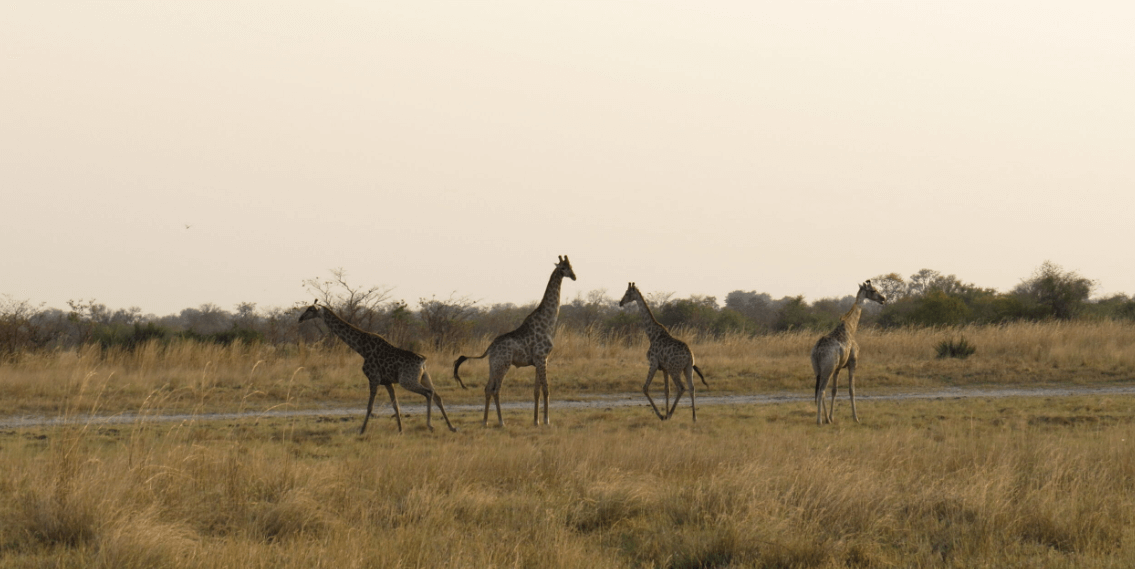 Botswana National Forest