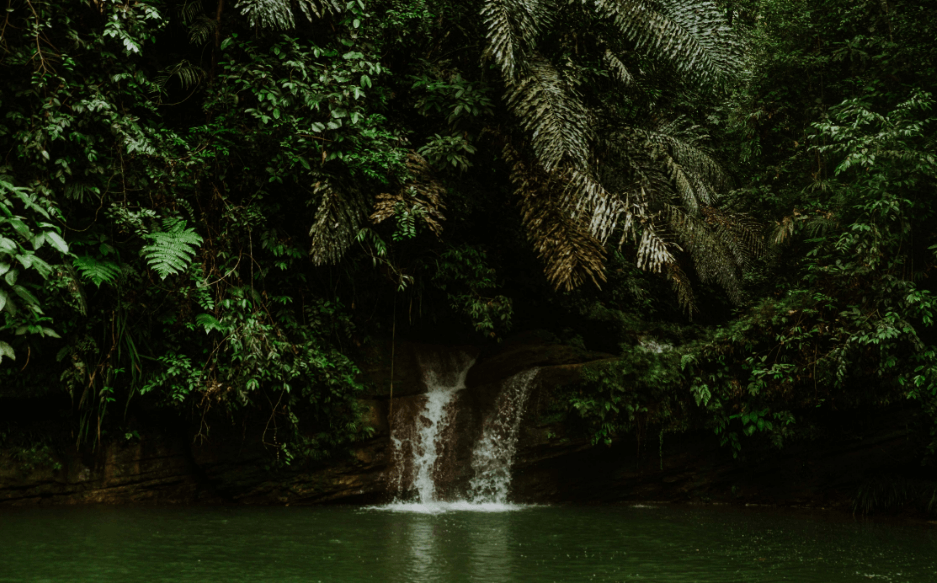 Brunei National Forest