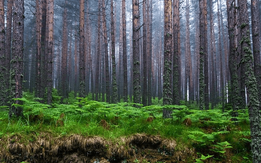 Bulgaria National Forest