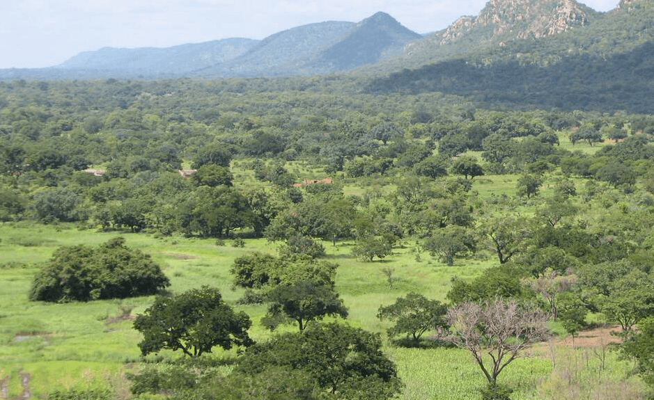 Burkina Faso National Forest
