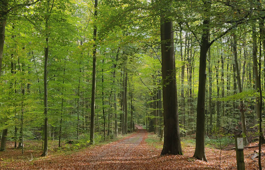 Belgium National Forest