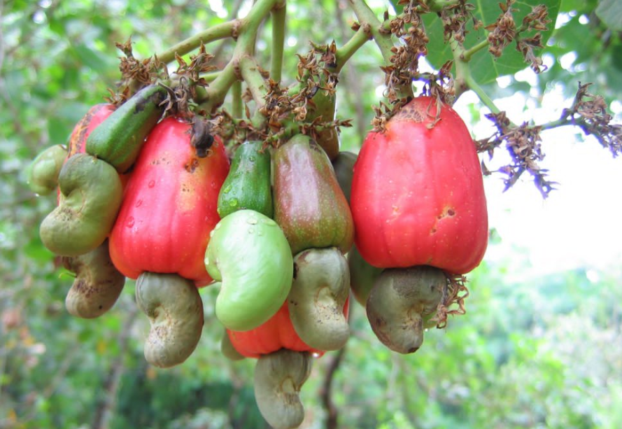 Belize National Fruit