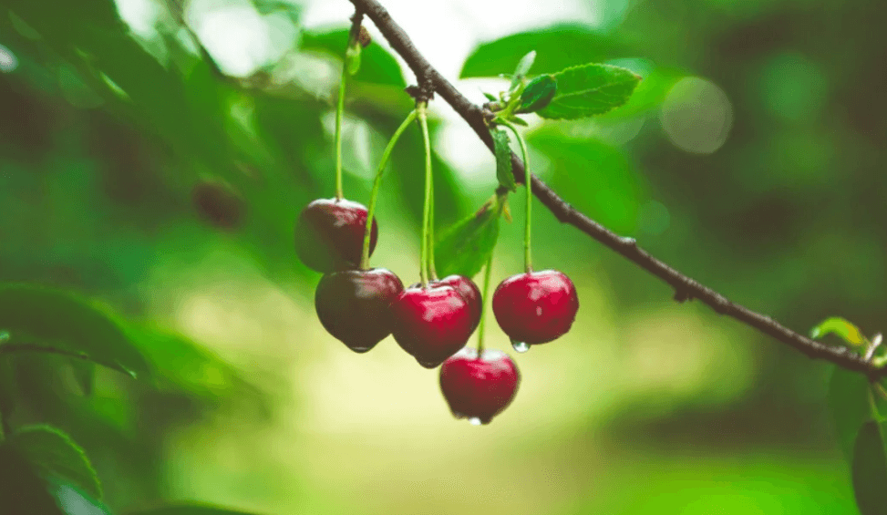 Bulgaria National Fruit