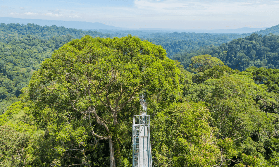 Brunei National Park