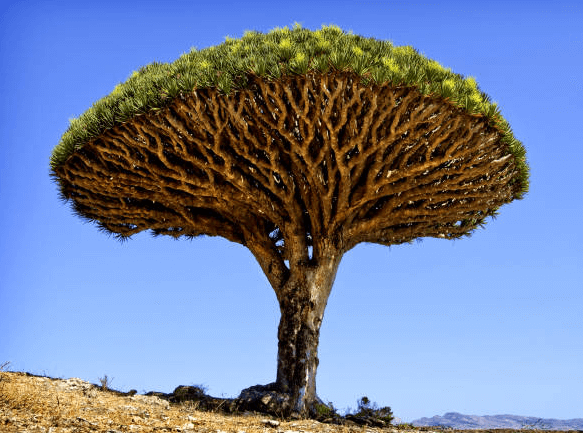 Cape Verdean National Tree