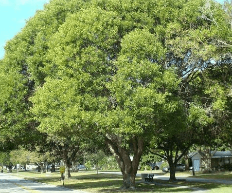 Cameroon National Tree