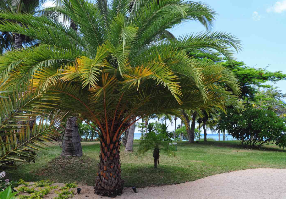 Benin National Tree