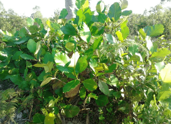 Brunei National Tree: Simpor Flower Tree