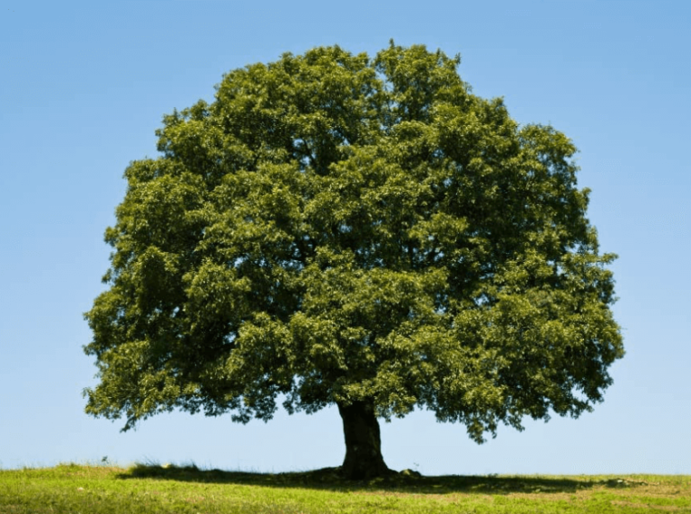 Bulgaria National Tree: The Mighty Oak