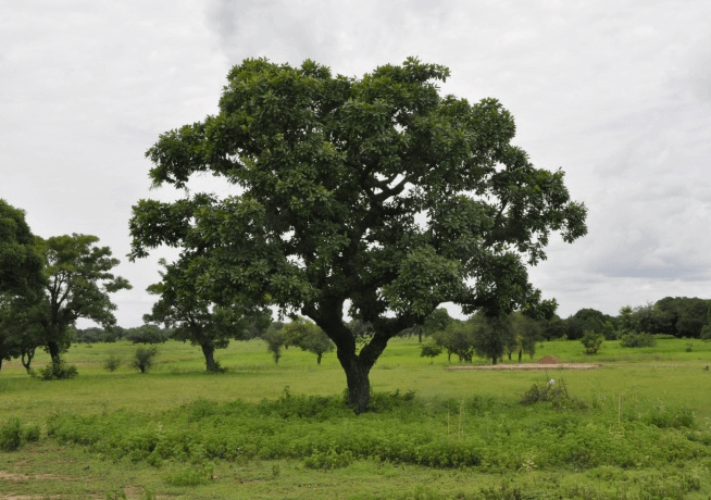 Burkina Faso National Tree