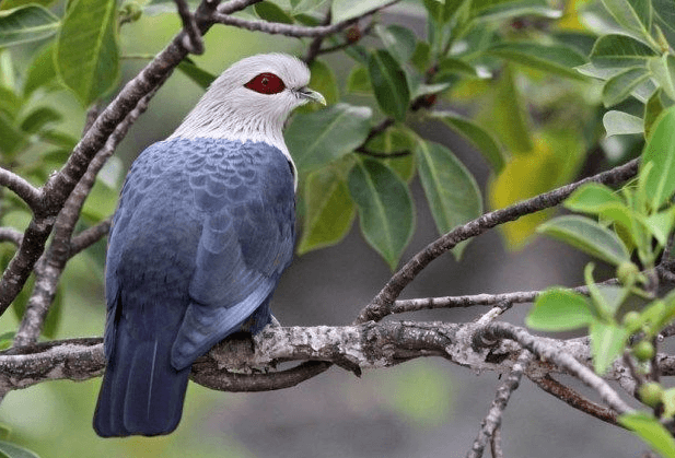 Comoros National Bird