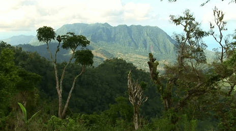 Comoros National Forest