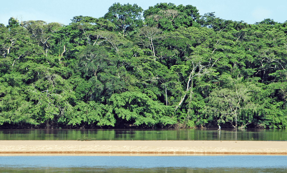 Central African Republic National Forest