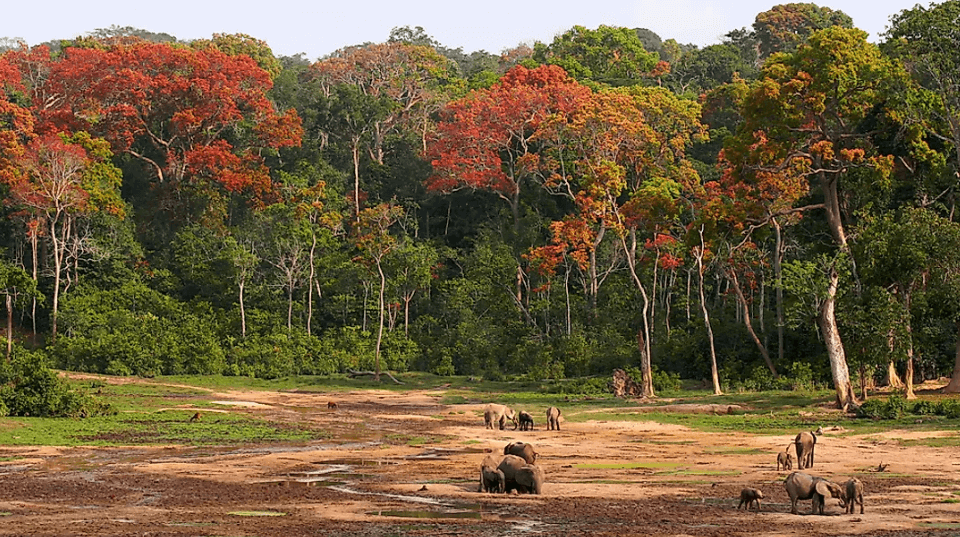 Central African Republic National Park