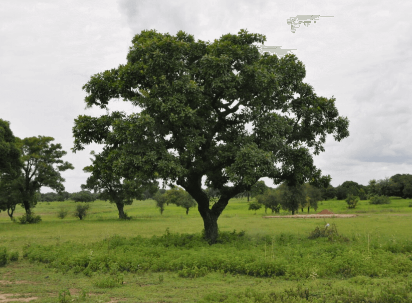Chad National Tree