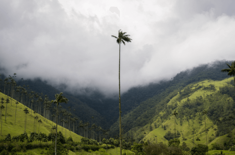 Colombia National Tree