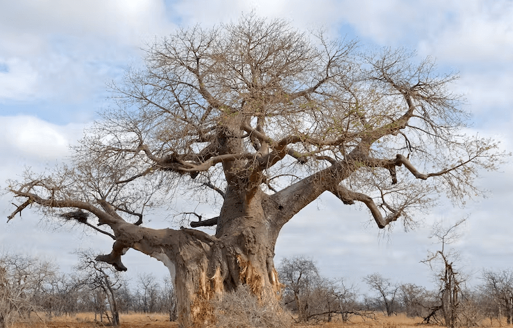 Central African Republic National Tree