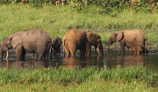 Cote d'Ivoire National Animal