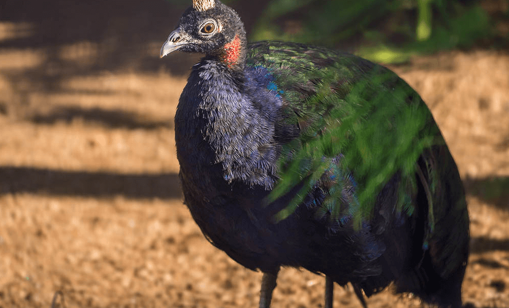 Democratic Republic of Congo National Bird