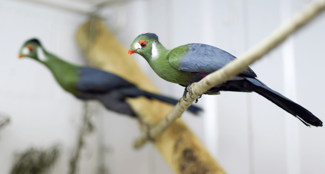 Cote d'Ivoire National Bird