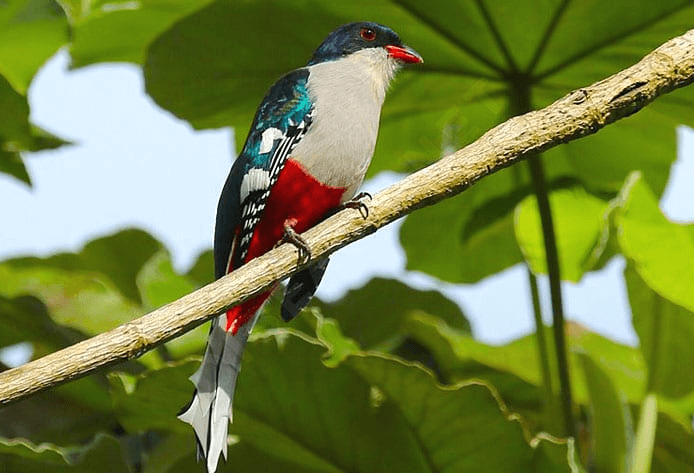 Cuba National Bird