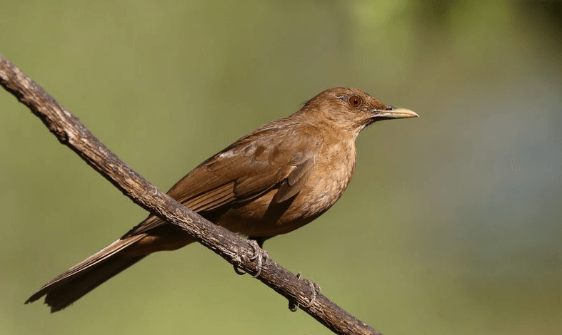 Costa Rica National Bird