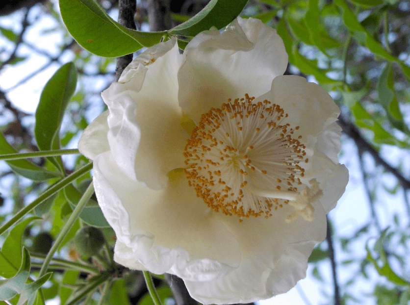 Cote d'Ivoire National Flower