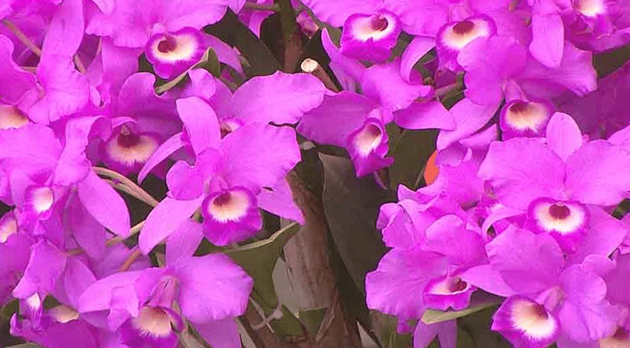 Costa Rica National Flower