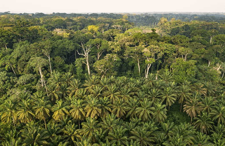 Democratic Republic of the Congo National Forest